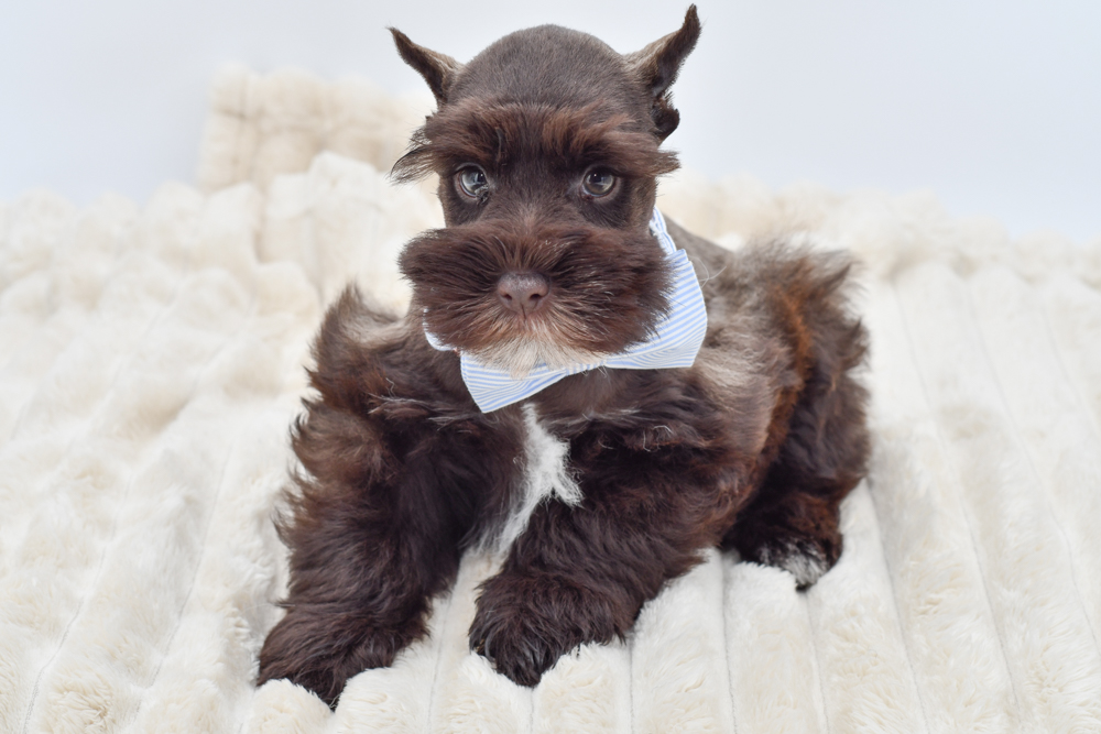 Miniature Schnauzer in Belleville, MI