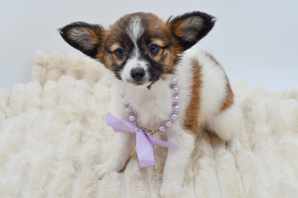 [#261077-03]  - Sable / White F Papillon Puppies for Sale