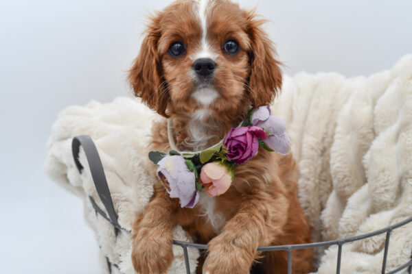 [#261084-02]  - Red F Cavalier King Charles Spaniel Puppies for Sale