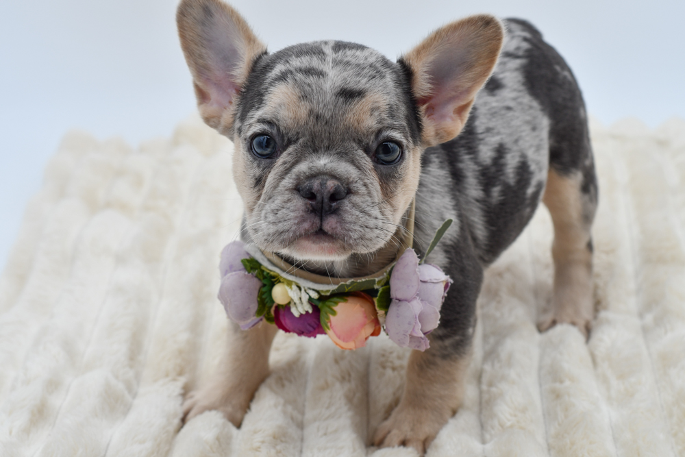 French Bulldog in Belleville, MI