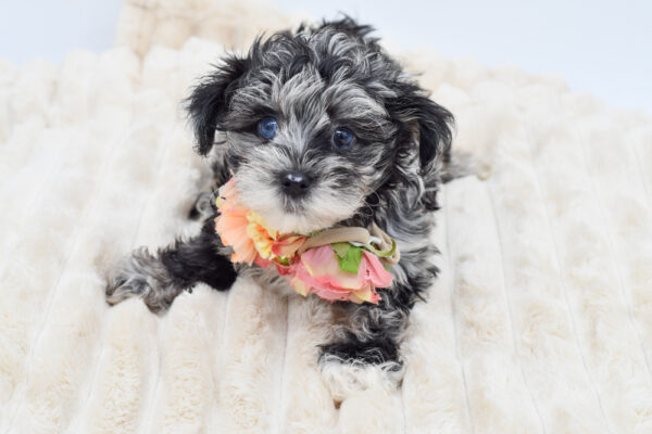[#26989-04]  - Black / Gray F Poodle Toy/Yorkshire Terrier Puppies for Sale