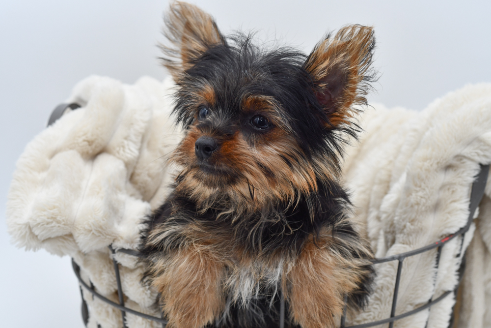 Yorkshire Terrier (M) 40226