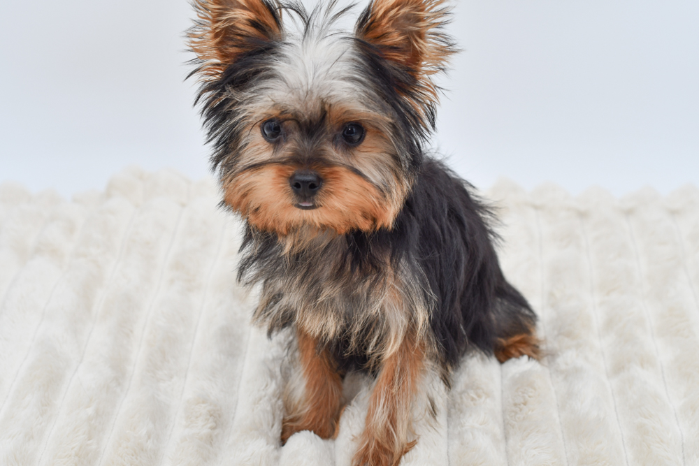 Yorkshire Terrier in Belleville, MI