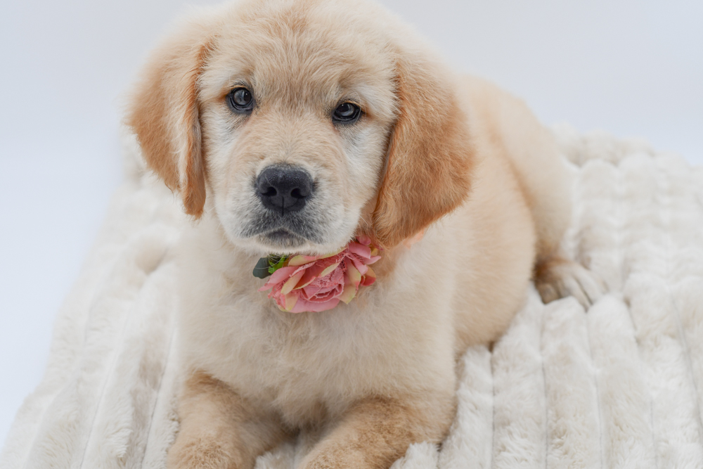 Golden Retriever in Belleville, MI