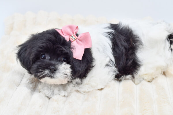[#261260-03]  - Black / White F Teddy Bear Puppies for Sale