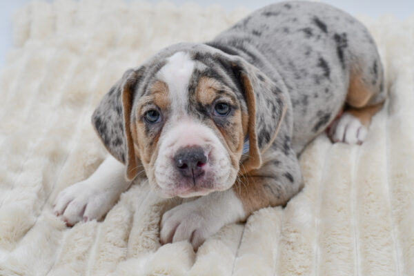 [#261277-03]  - Blue Merle White / Tan M Beabull Puppies for Sale