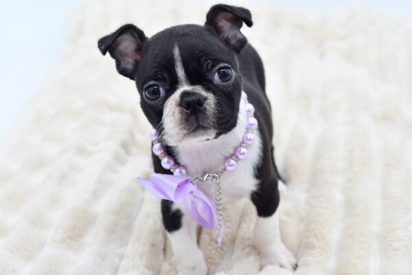 [#261390-06]  - Black / White F Boston Terrier Puppies for Sale