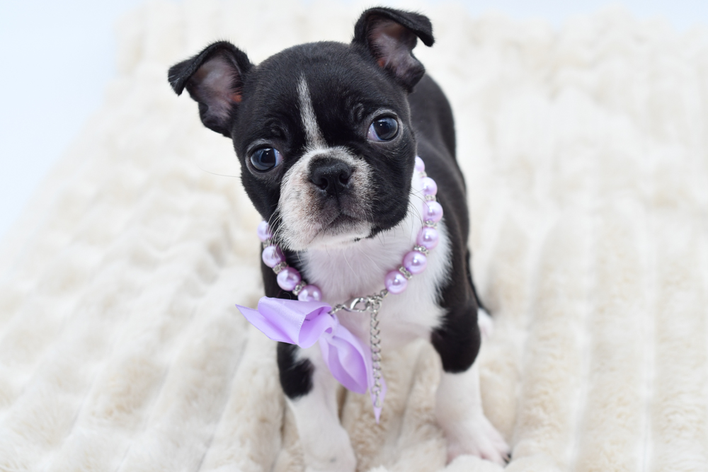 Boston Terrier(F) 40233