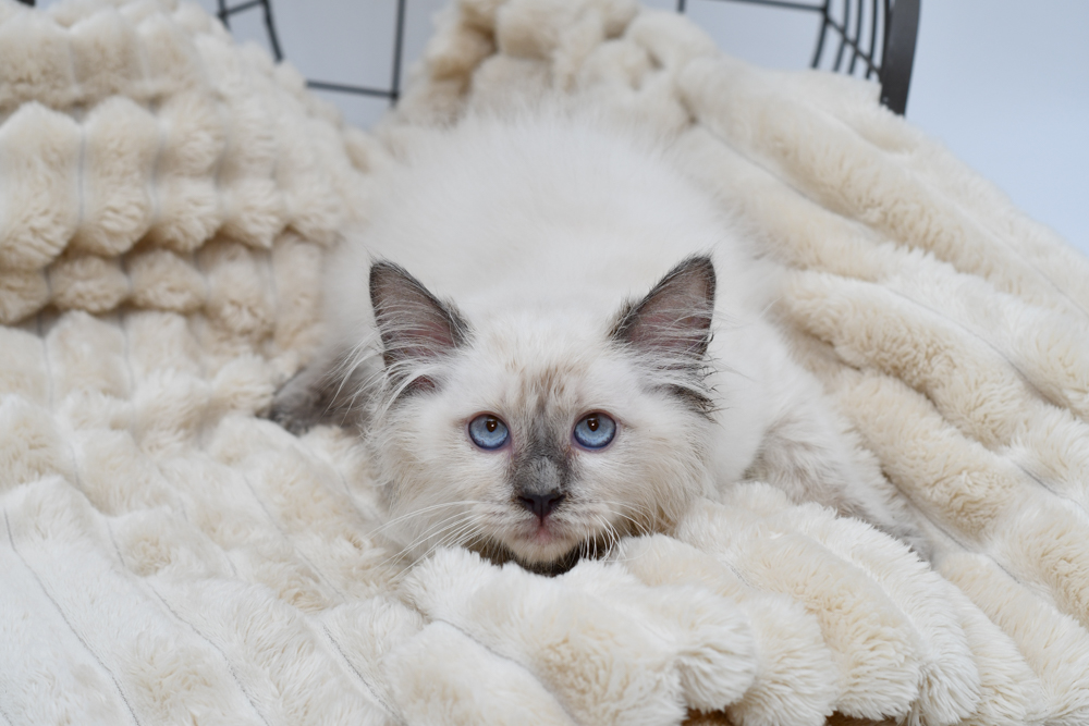 Ragdoll (M) 40234