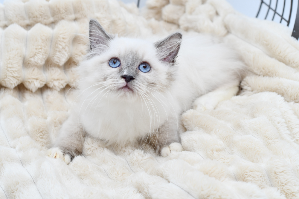 Ragdoll (M) 40237