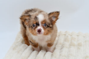 Petland Novi, Michigan Chihuahua puppy available