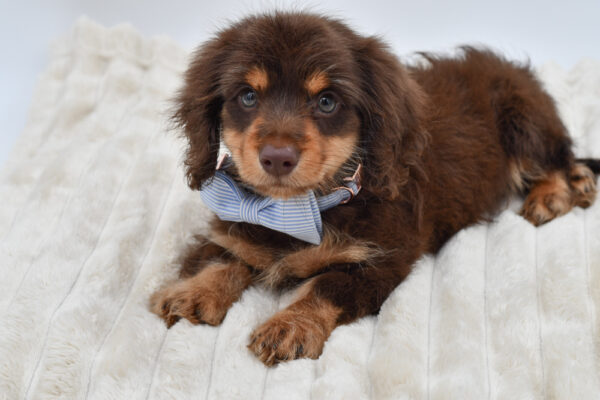 [#261366-01]  - Chocolate / Tan M Dachshund Puppies for Sale