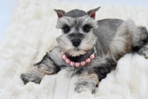 Miniature Schnauzer (F) 40245