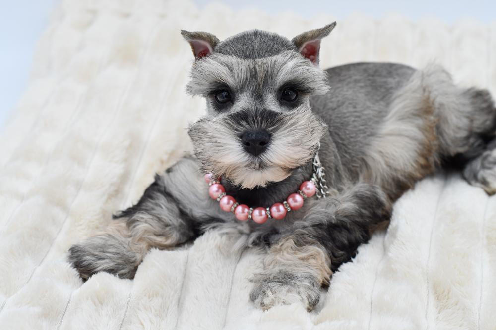 Miniature Schnauzer in Detroit, MI