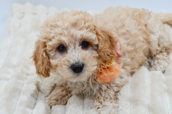 [#261046-03]  - Red F Poochon Puppies for Sale