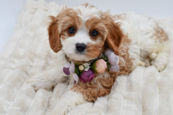 [#261052-04]  - Red / White F Cavapoo Puppies for Sale
