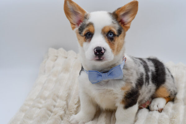 [#261165-01]  - Blue Merle / White M Pembroke Welsh Corgi Puppies for Sale