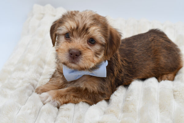 [#261178-03]  - Brown M Shorkie Puppies for Sale
