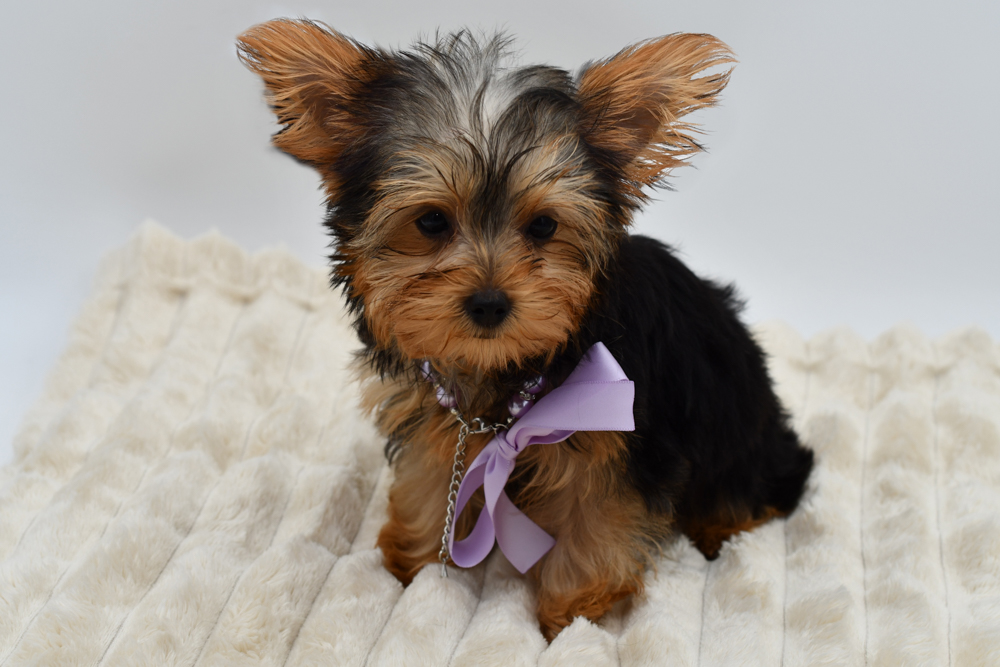Yorkshire Terrier in Detroit, MI