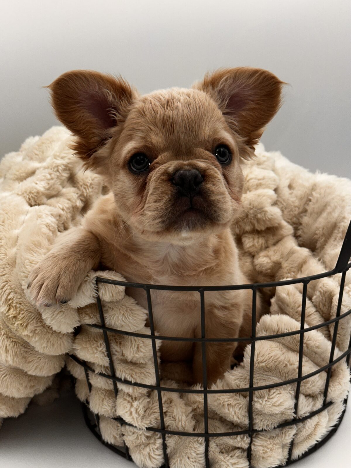French Bulldog in Westland, MI