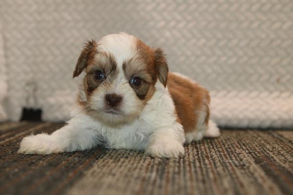 [#261315-05]  - Sable / White M Teddy Bear Puppies for Sale