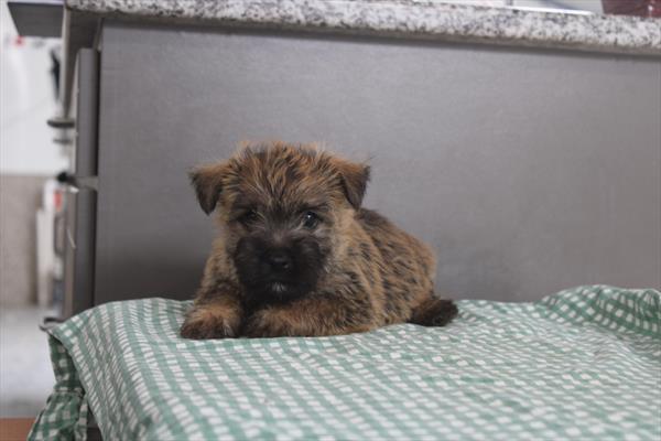 [#261336-01]  - Brown M Cairn Terrier Puppies for Sale