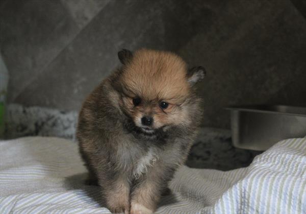 [#261600-02]  - Brown M Pomeranian Puppies for Sale
