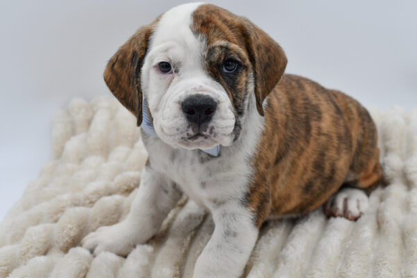 [#261208-04]  - Brindle / White M Beabull 3/4 Puppies for Sale
