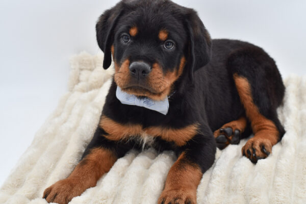 [#261251-04]  - Black / Tan M Rottweiler Puppies for Sale