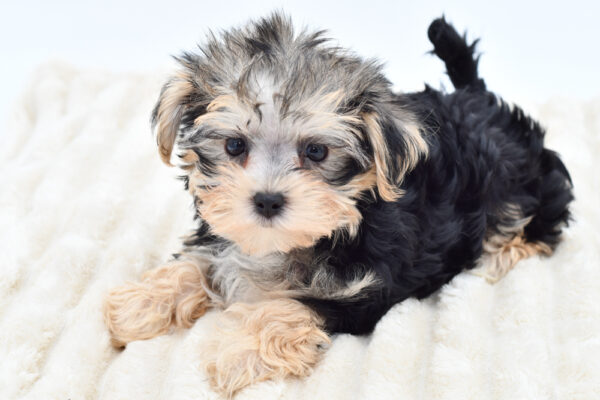 [#261328-02]  - Black / Tan M Morkie Puppies for Sale