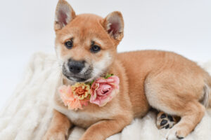 Petland Novi, Michigan Shiba Inu puppy available