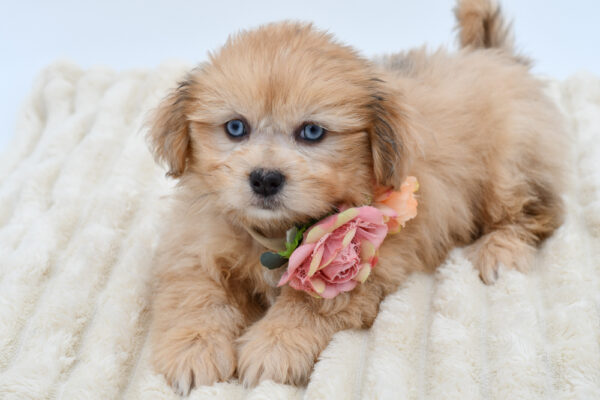 [#261412-03]  - Brown F Shiranian Puppies for Sale