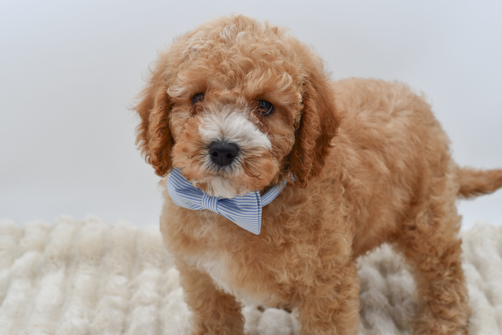 Cavapoo Puppy Red ID: 40261 Located at Petland Novi, Michigan