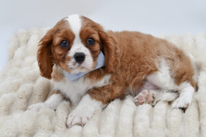 Petland Novi, Michigan Cavalier King Charles Spaniel puppy available