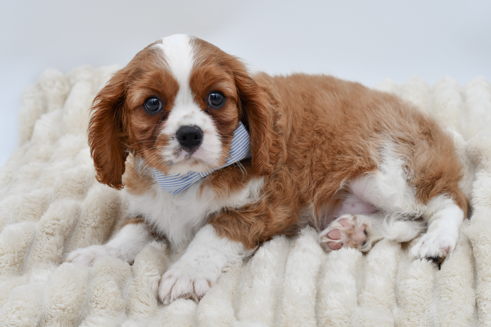 Cavalier King Charles in Westland, MI