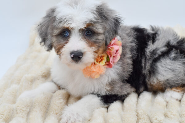 [#261033-07]  - Blue Merle F Aussiepoo Mini Puppies for Sale