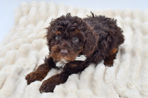 [#261053-01]  - Chocolate M Poodle Mini Puppies for Sale