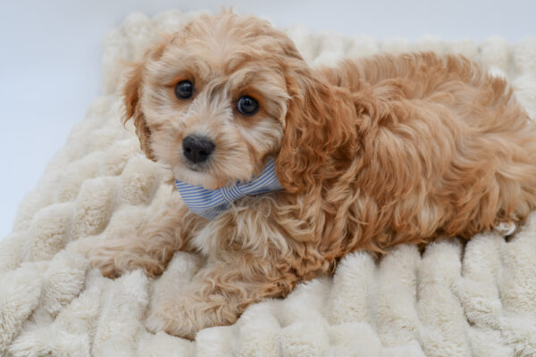 [#261088-01]  - Tan M Cavachon Puppies for Sale