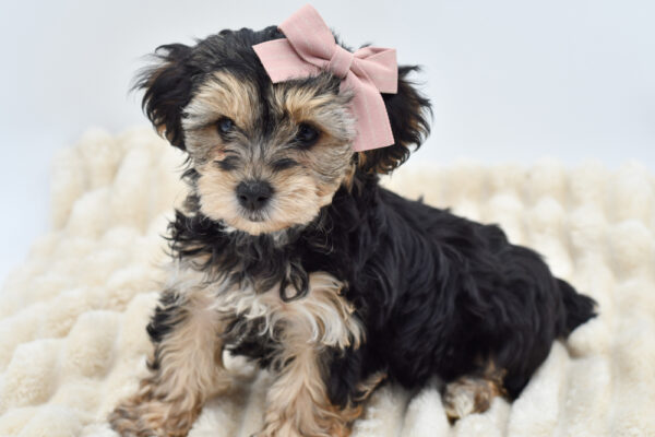 [#261089-05]  - Black / Tan F Yochon Puppies for Sale