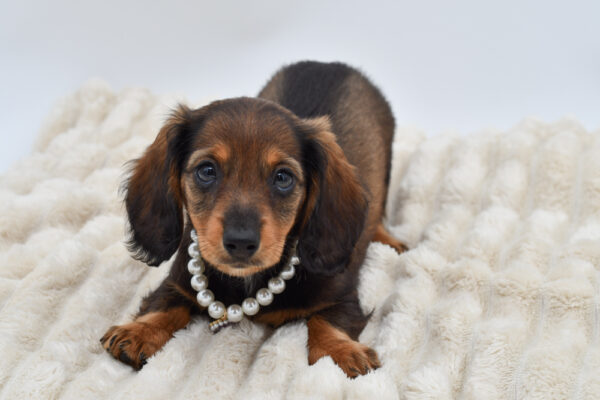 [#261139-05]  - Black / Tan F Dachshund Puppies for Sale