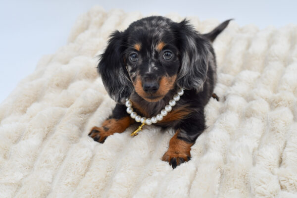 [#261189-02]  - Blue Dapple F Dachshund Puppies for Sale