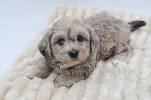 [#261220-03]  - Blue Merle M Daisy Dog Puppies for Sale