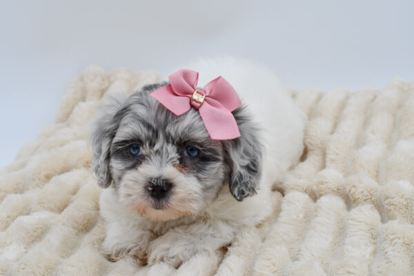 [#261220-04]  - White Blue Merle F Daisy Dog Puppies for Sale