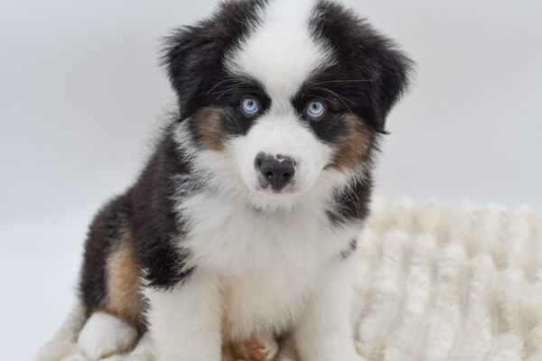 [#261213-02]  - Tri-Colored M Miniature American Shepherd Puppies for Sale