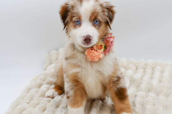 [#261219-03]  - Red Merle F Miniature American Shepherd Puppies for Sale