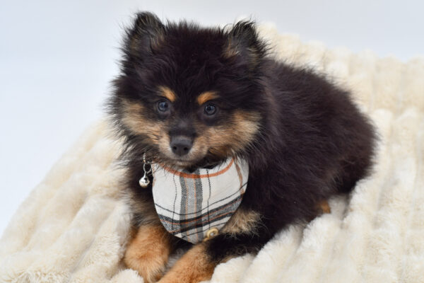 [#261319-01]  - Black M Pomeranian Puppies for Sale