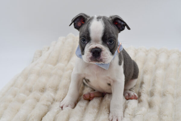 [#261404-03]  - Blue / White M Boston Terrier Puppies for Sale