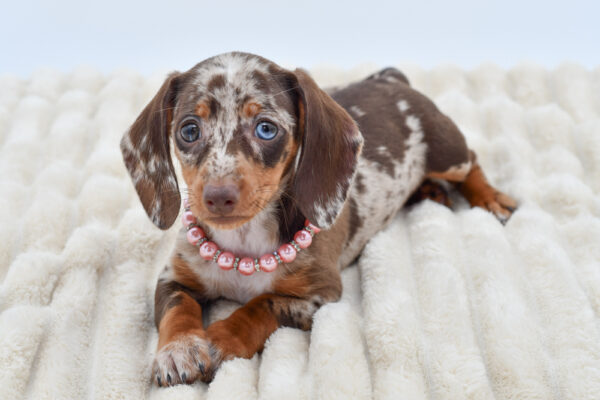 [#261460-05]  - Chocolate F Dachshund Puppies for Sale