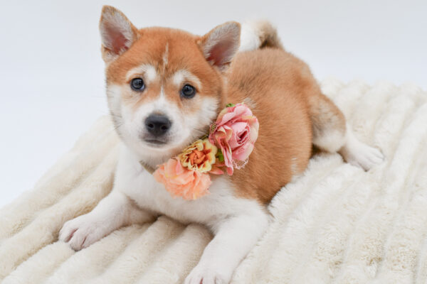 [#26170-05]  - Brown / White F Shiba Inu Puppies for Sale