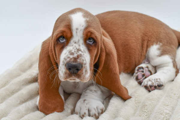 [#26203-06]  - Lemon / White M Basset Hound Puppies for Sale